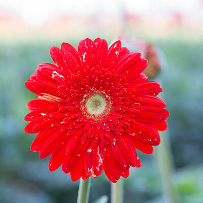 Western Flower Thrips Frankliniella occidentalis damage on a gerbera flower