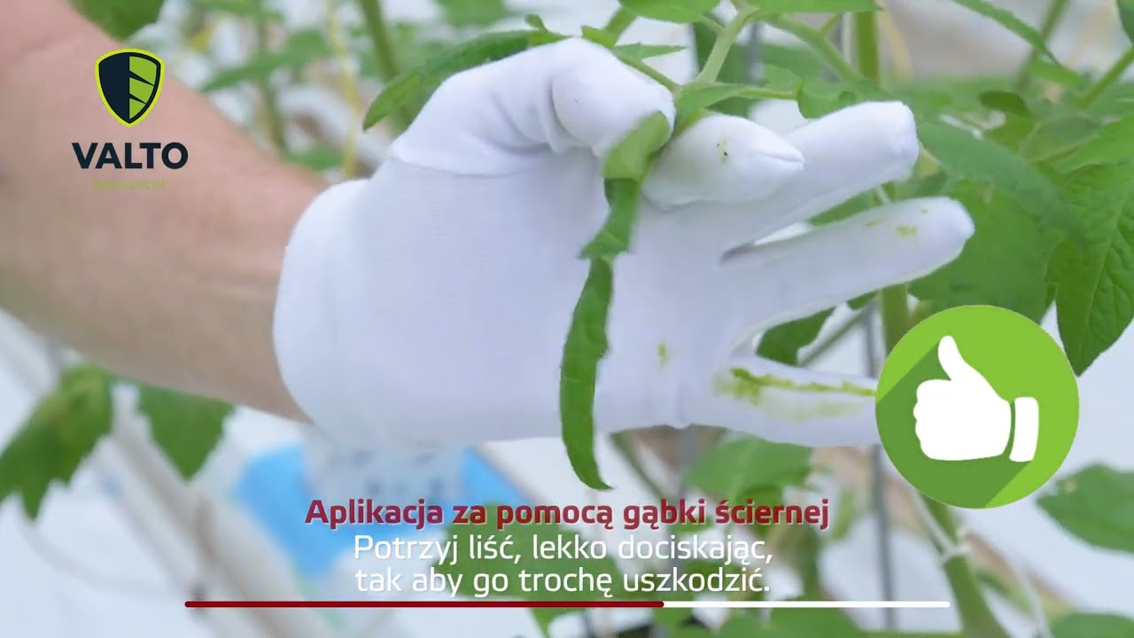 V10 | Film instruktażowy | Valto biocontrol