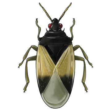 Orius laevigatus młody dorosły