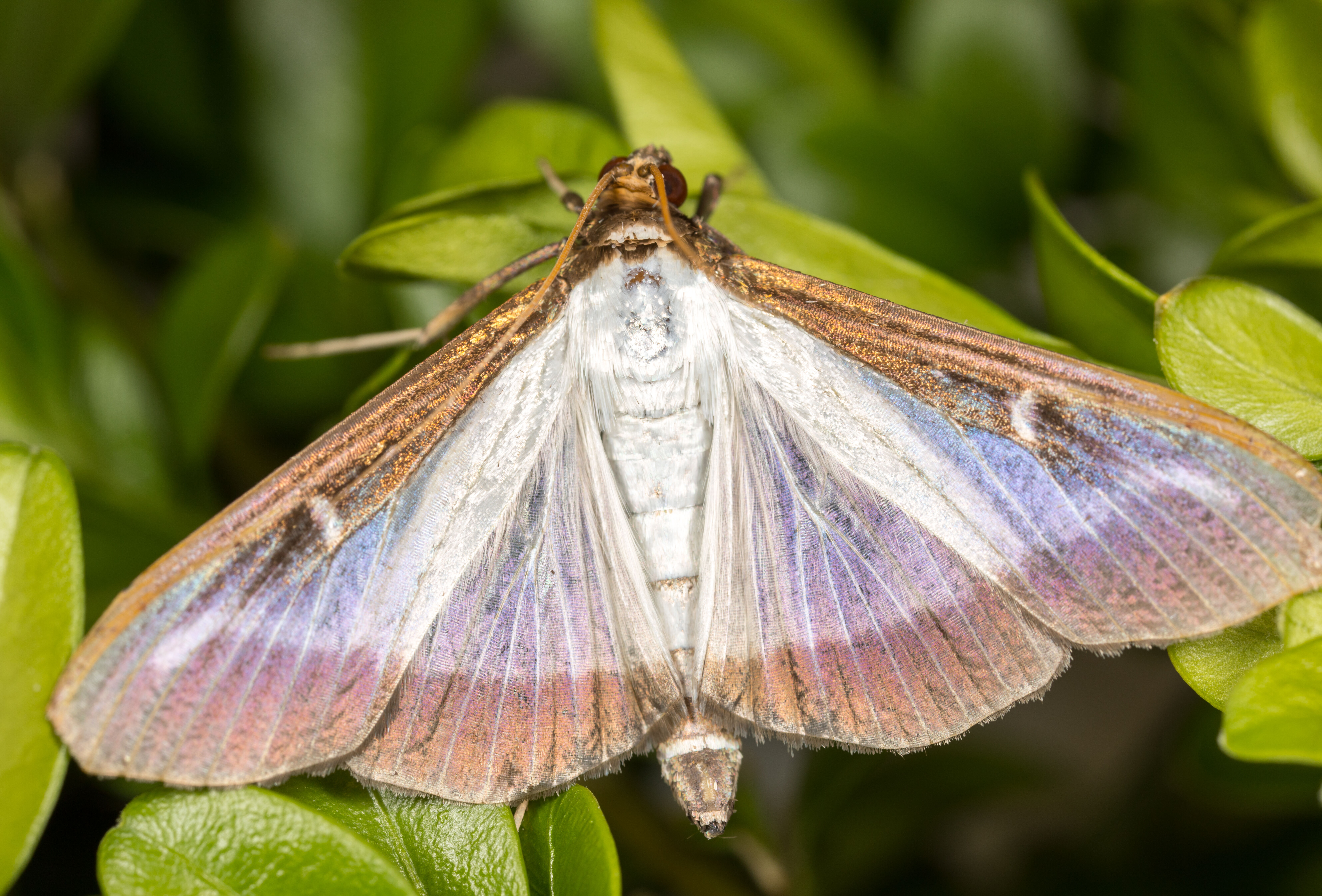 Ćma bukszpanowa - jak walczyć ze szkodnikiem?