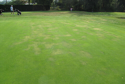 Czarna nóżka sadzonek