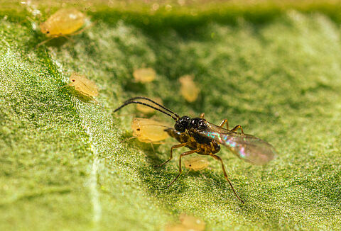 Parasitic wasps vs chemical pesticides
