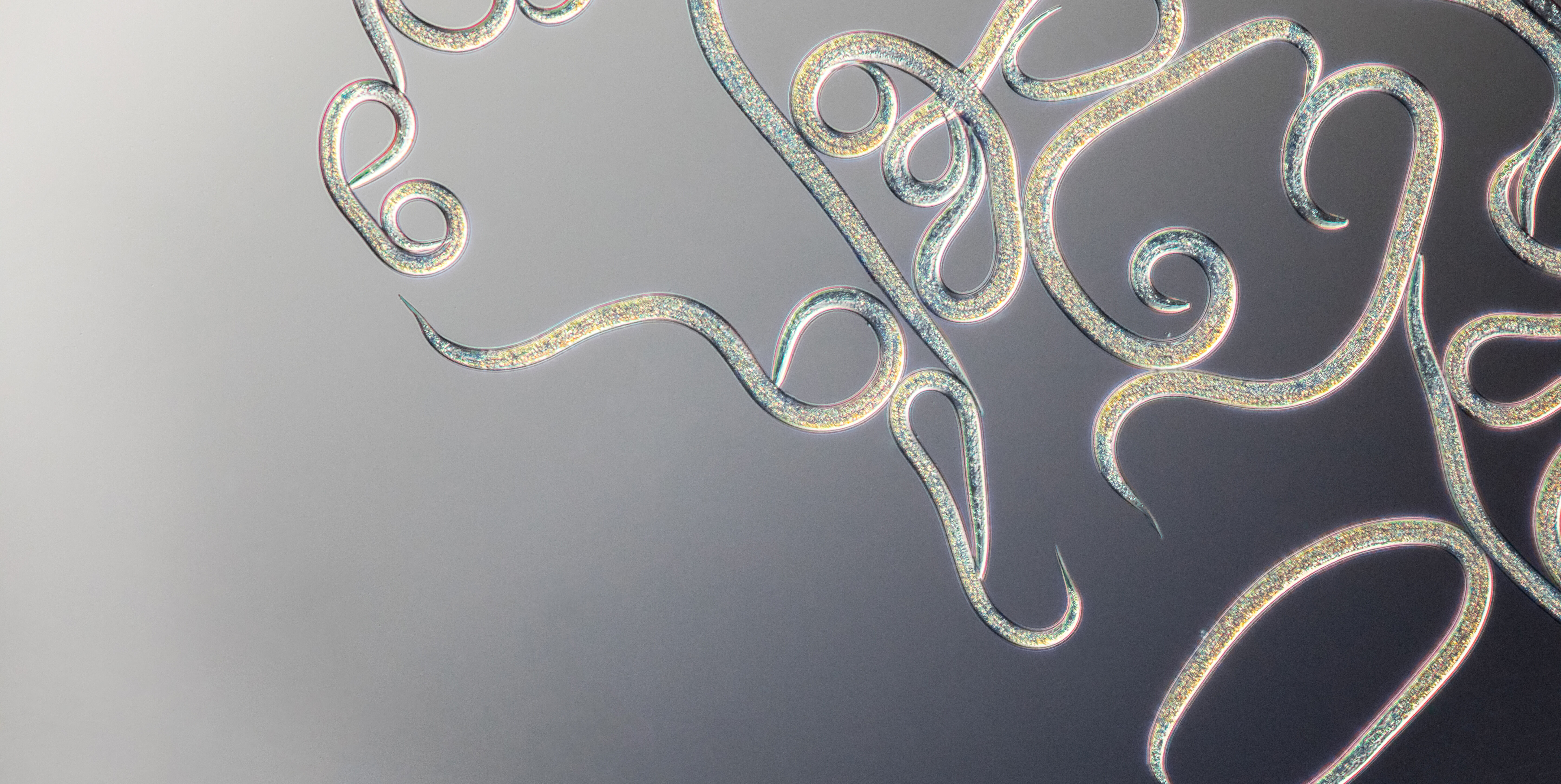 Najczęściej zadawane pytania – nicienie