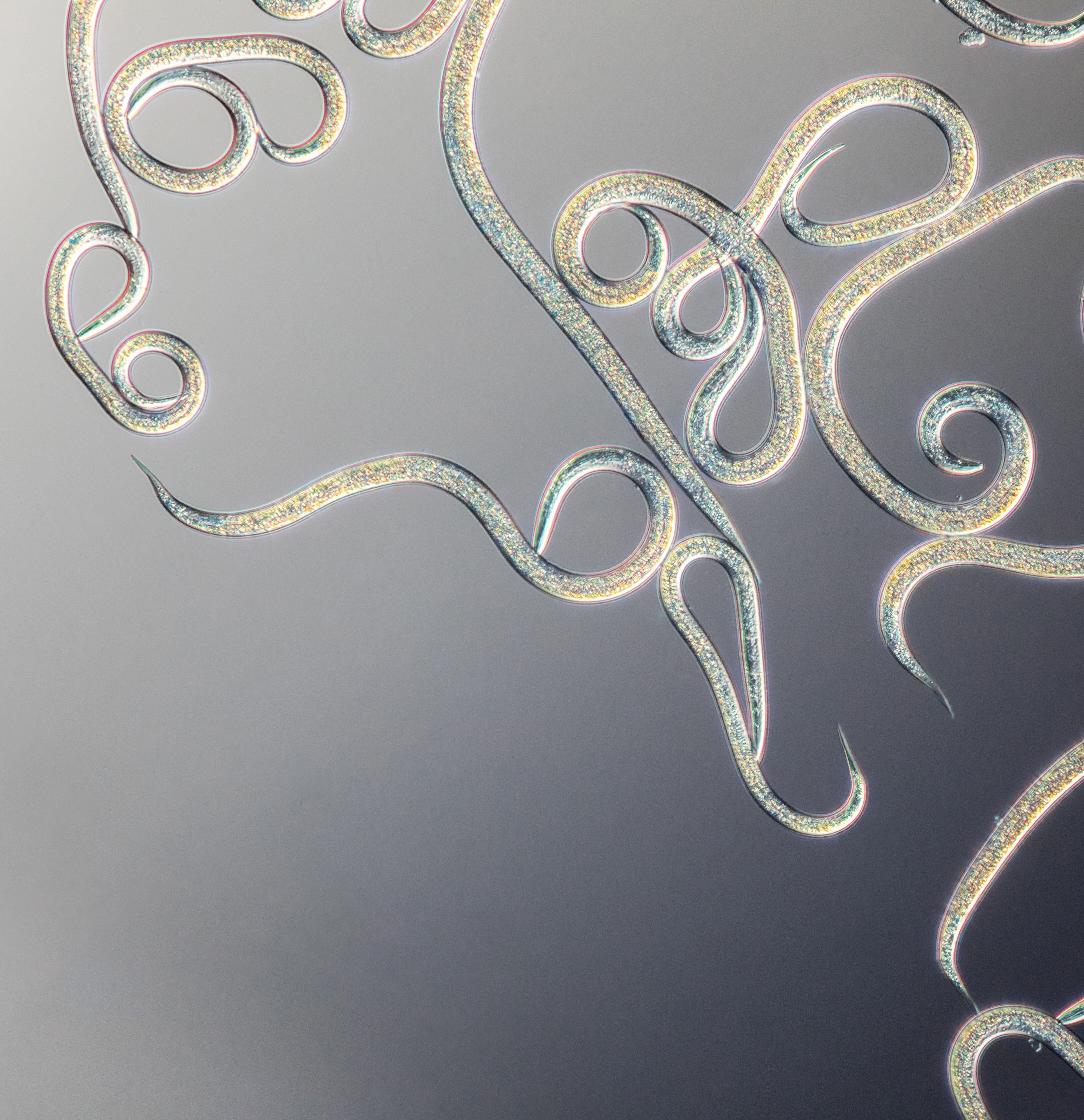 Najczęściej zadawane pytania – nicienie