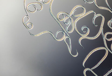 Często zadawane pytania – nicienie