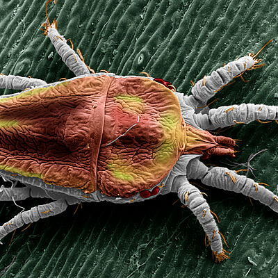 False spider mite Brevipalpus yothersi