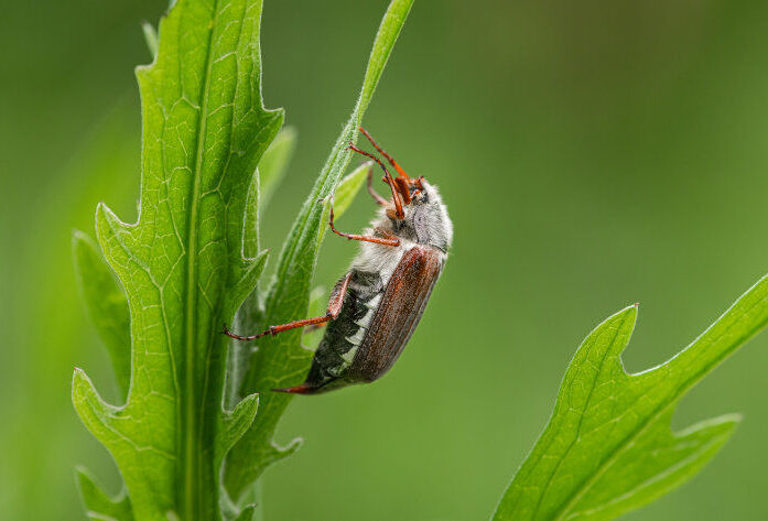 Wiele możliwości zastosowania nicieni