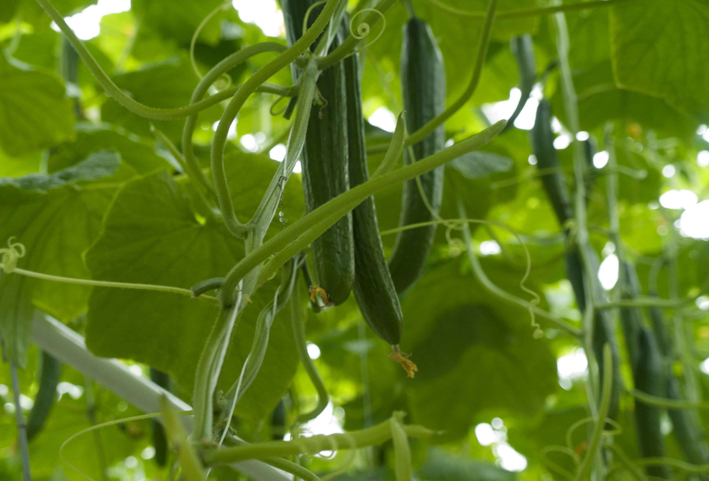 Trianum zwalcza Pythium w uprawie ogórka szklarniowego