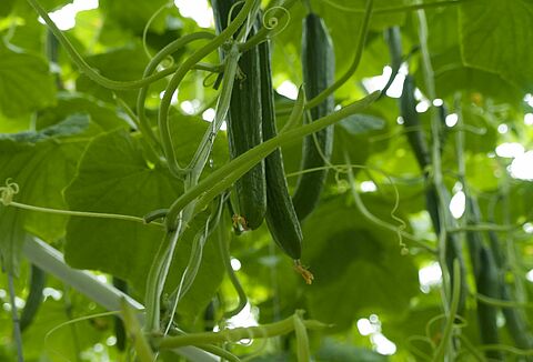 Trianum zwalcza Pythium w uprawie ogórka szklarniowego