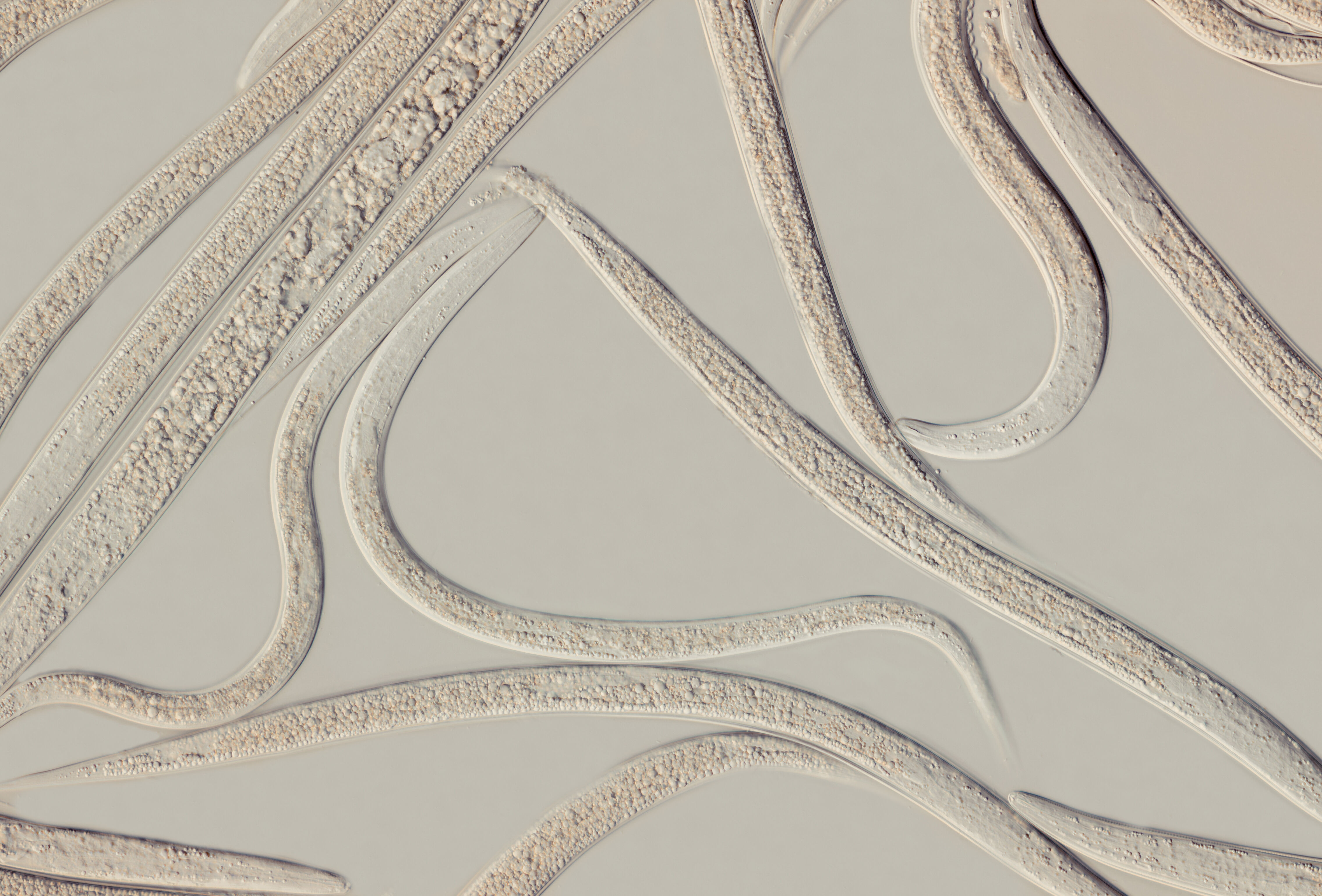 Nowa formulacja Larvanem