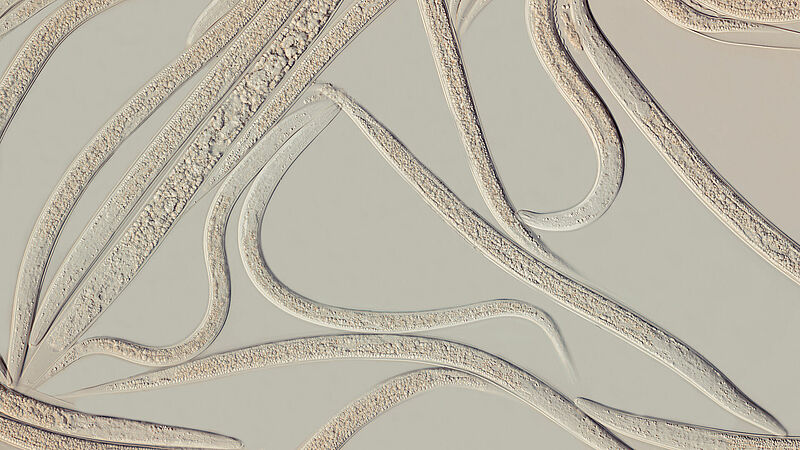 Heterorhabditis bacteriophora
