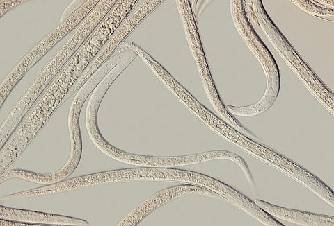 Nowa formulacja Larvanem