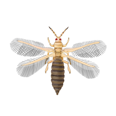 Frankliniella occidentalis adult