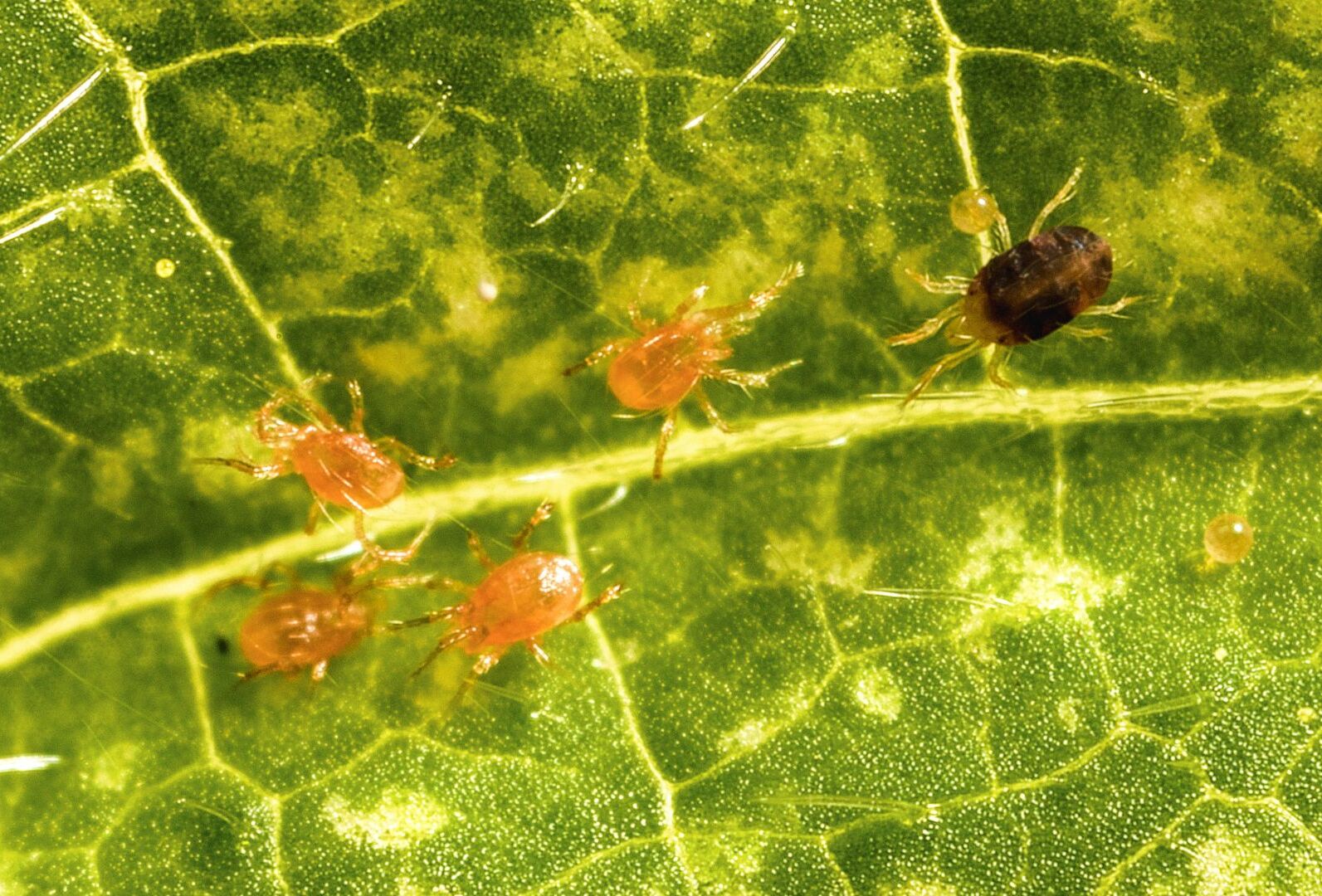 Wrogowie przędziorka prosto z natury