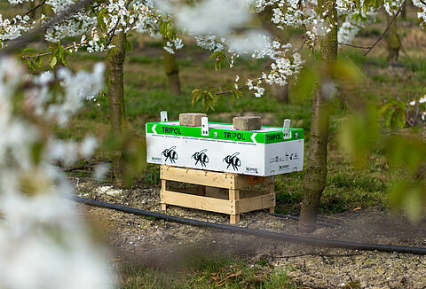 Sadownicy wykorzystują Natupol Tripol do zapylania na zewnątrz