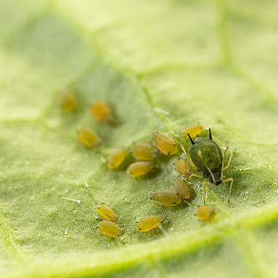 Cotton aphid Aphis gossypii on leaf