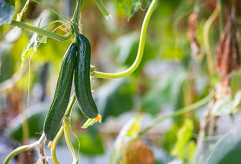 Biologiczna kontrola szkodników w uprawie ogórka