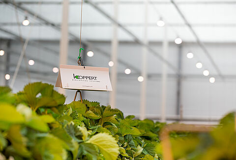 Feromony - przegląd pułapek oraz substancji wabiących