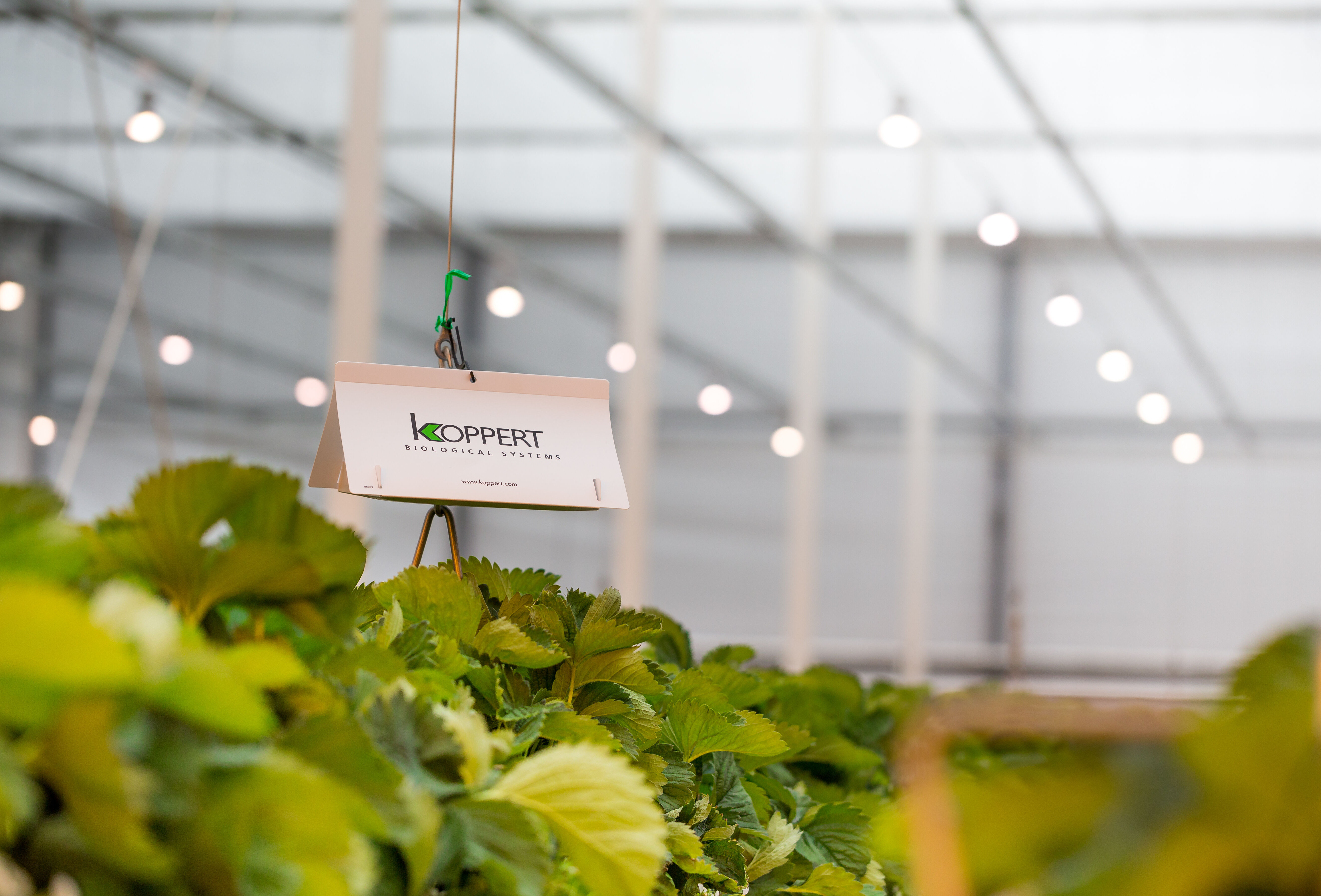 Feromony - przegląd pułapek oraz substancji wabiących