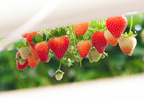 Wciornastek w uprawie truskawki