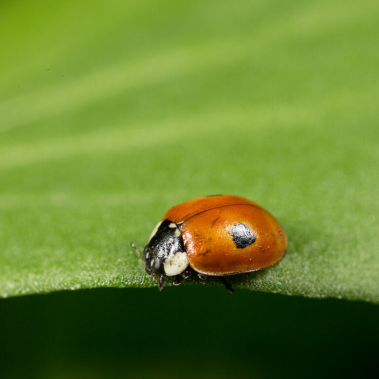 Adalia bipunctata stadium dorosłe