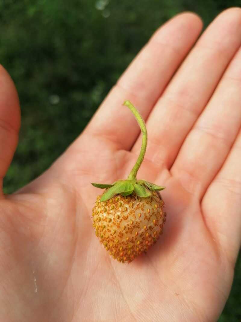 Jak wygląda owoc truskawki zniszczony przez wciornastka
