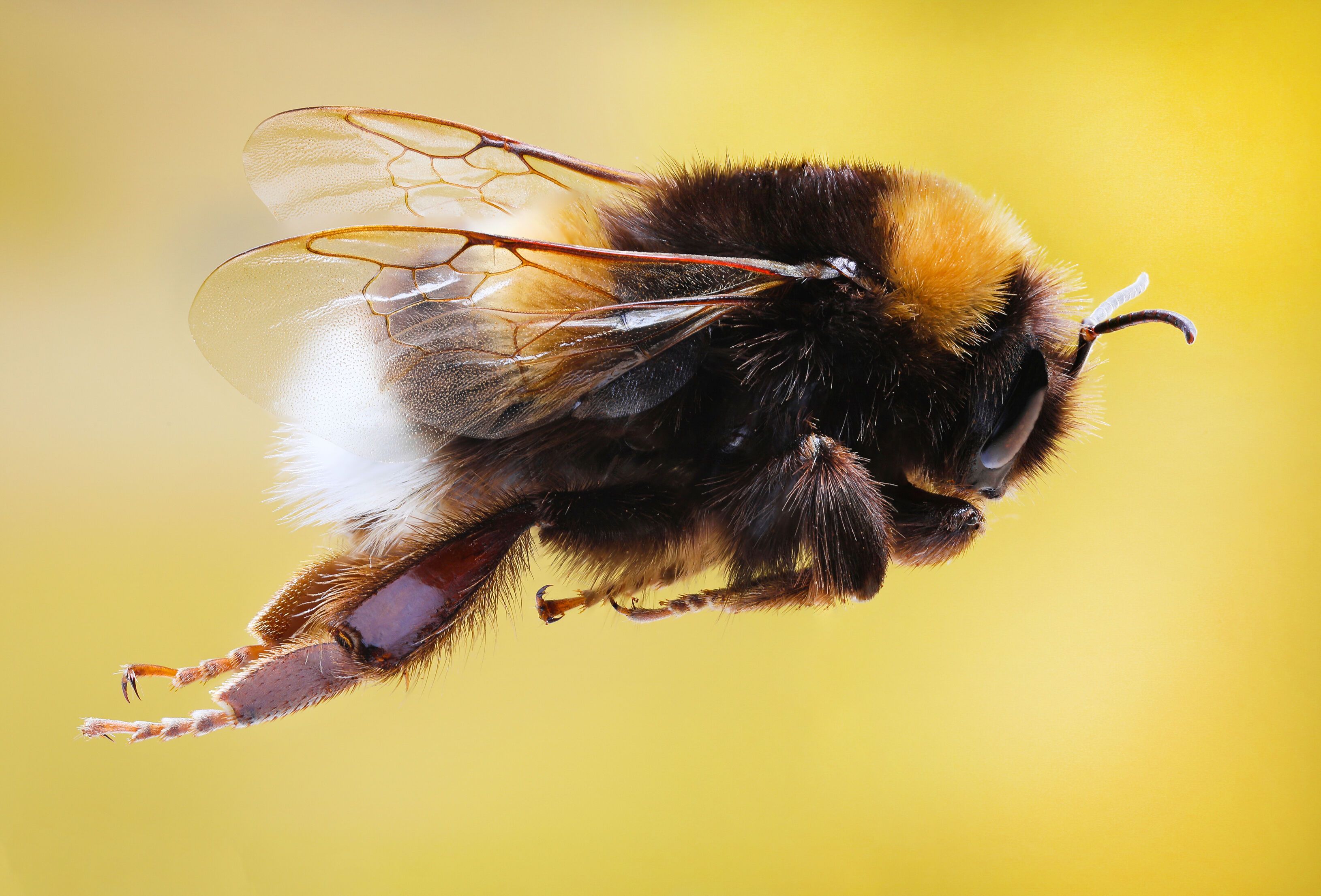 Trzmiele - idealne rozwiązanie na zmienne warunki pogodowe