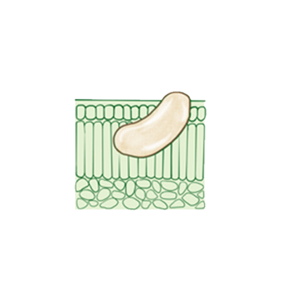 Frankliniella occidentalis egg