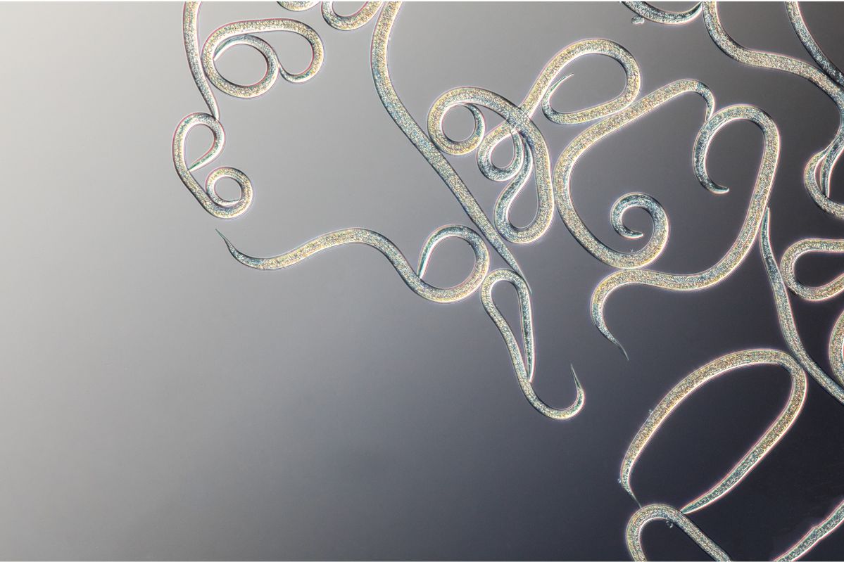 larvanem-nematode.jpg