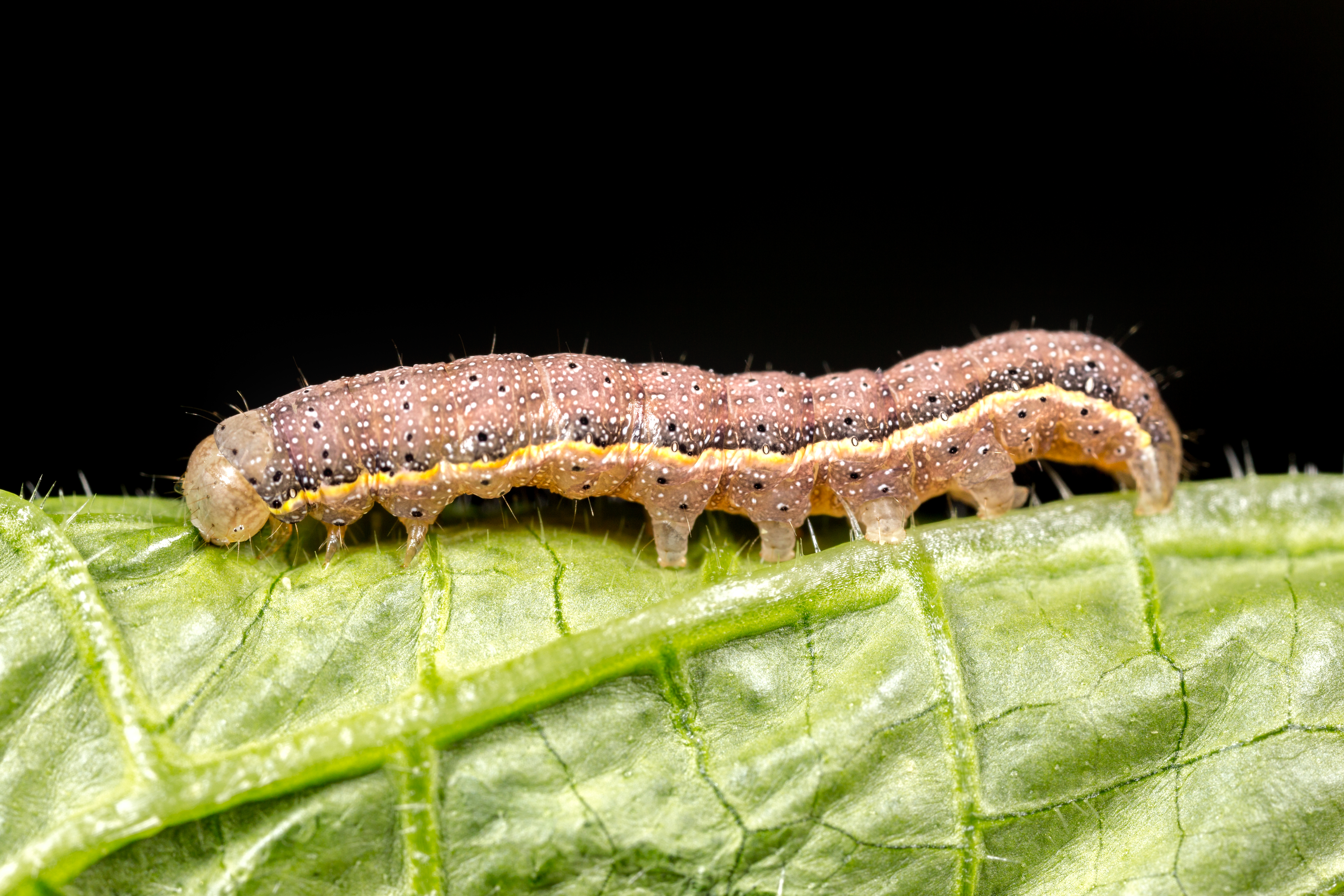 Piętnówka brukiewka