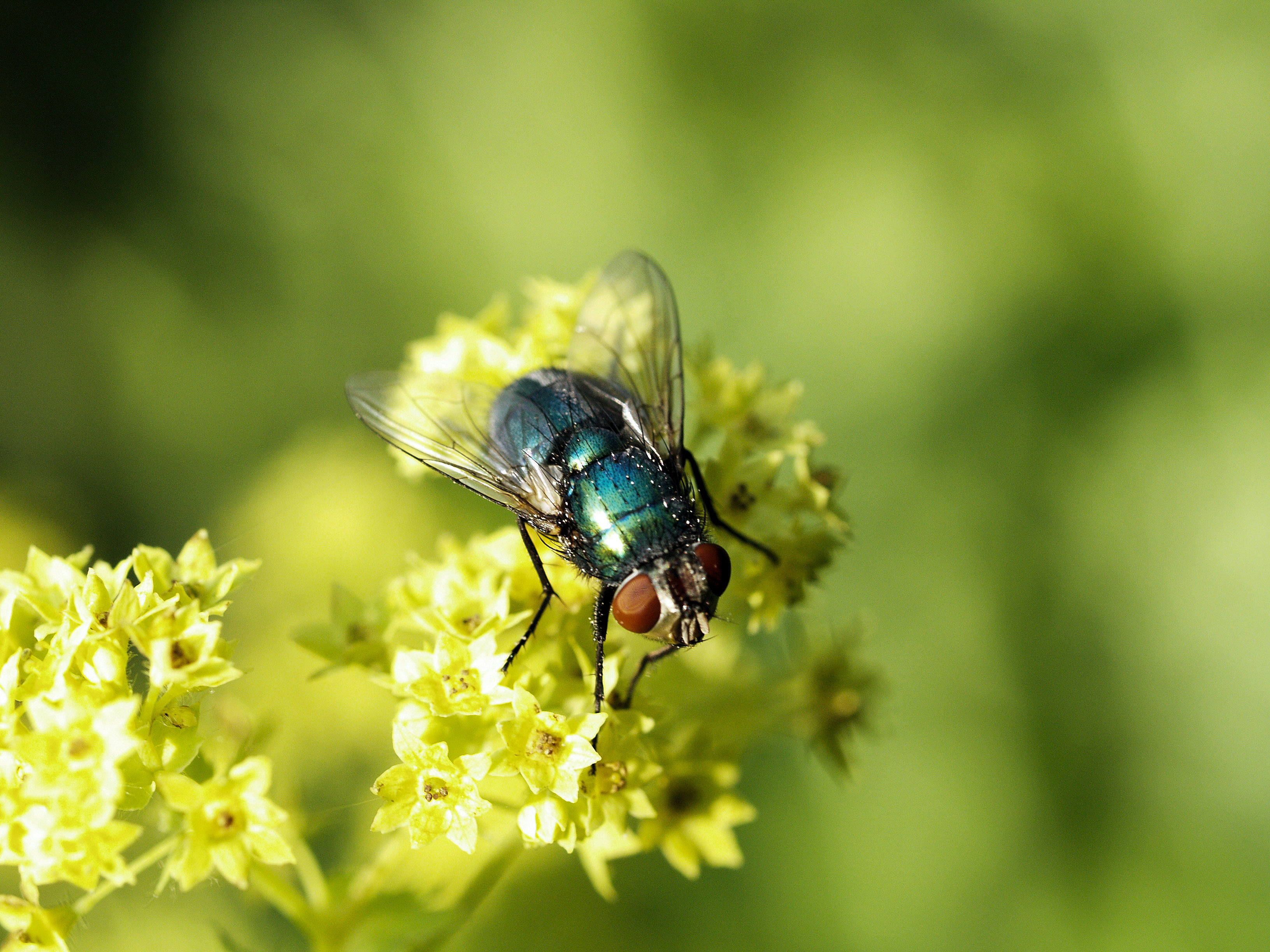 Lista kontrolna zapylania — Natupol Fly