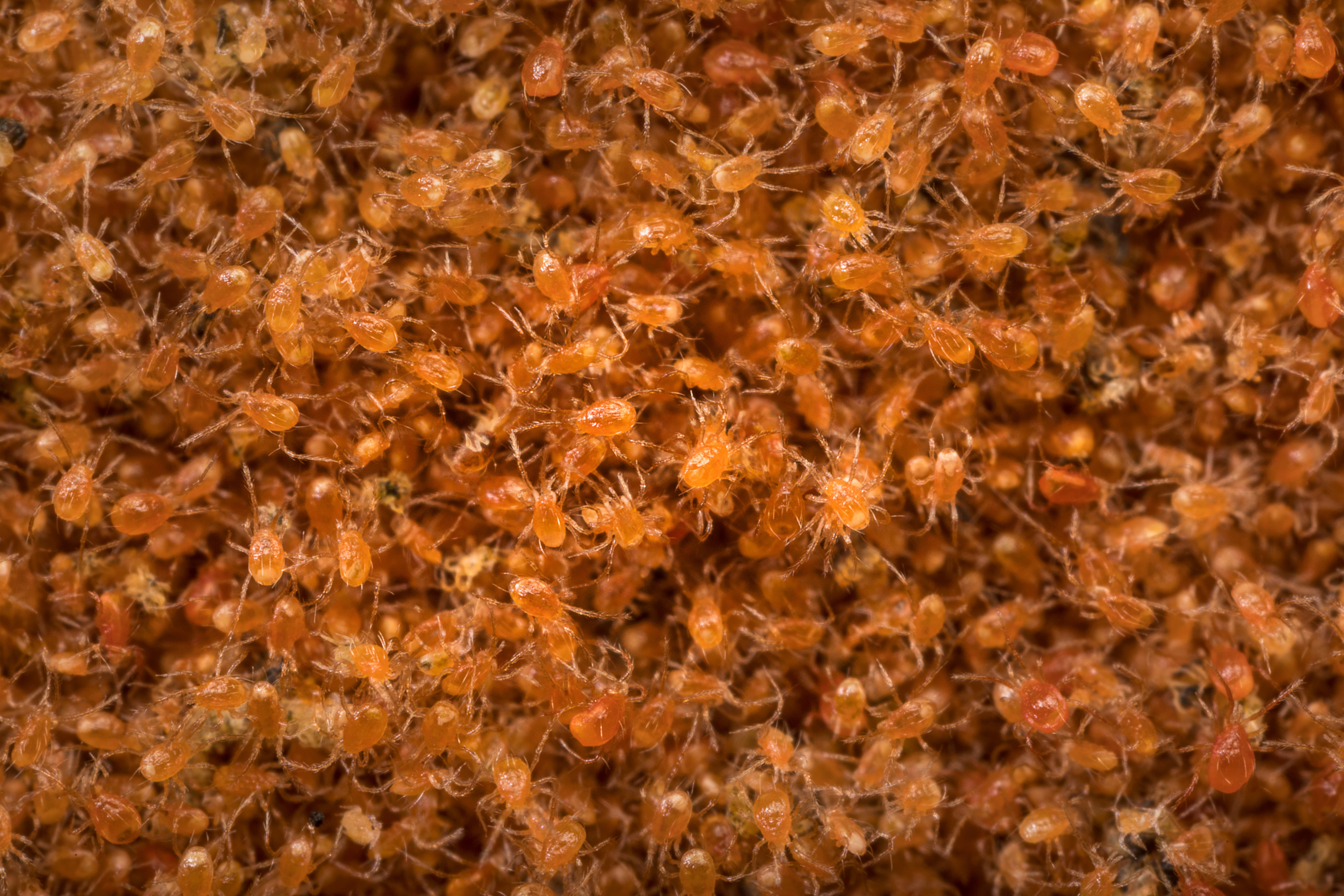 Phytoseiulus persimilis